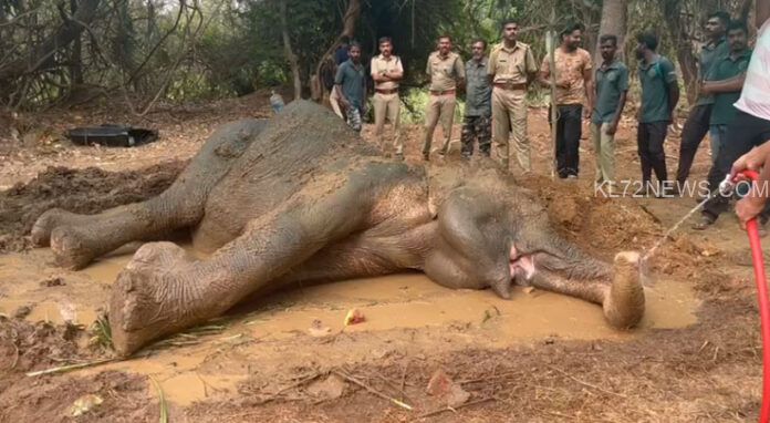 Palakkad-elephant