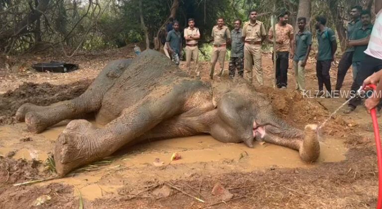 പാലക്കാട് ട്രെയിൻ ഇടിച്ച് പരിക്കേറ്റ ആനയുടെ നില അതീവ ഗുരുതരം