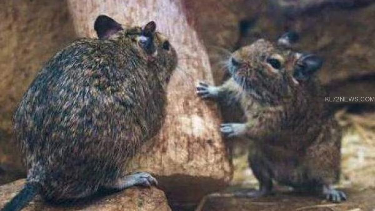 WhatsApp Image 2024-04-07 at 7.58.42 PM