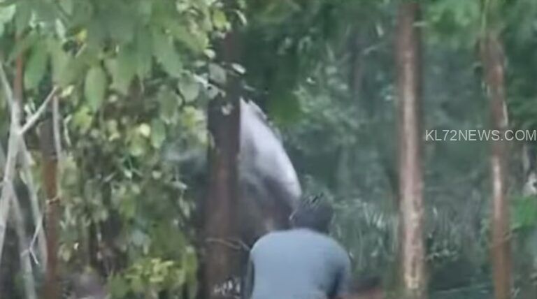 16 മണിക്കൂര്‍ നീണ്ട രക്ഷാപ്രവര്‍ത്തനം; കിണറ്റില്‍ വീണ കാട്ടാനയെ രക്ഷിച്ചു; മയക്കുവെടി വയ്ക്കാത്തതില്‍ പ്രതിഷേധം