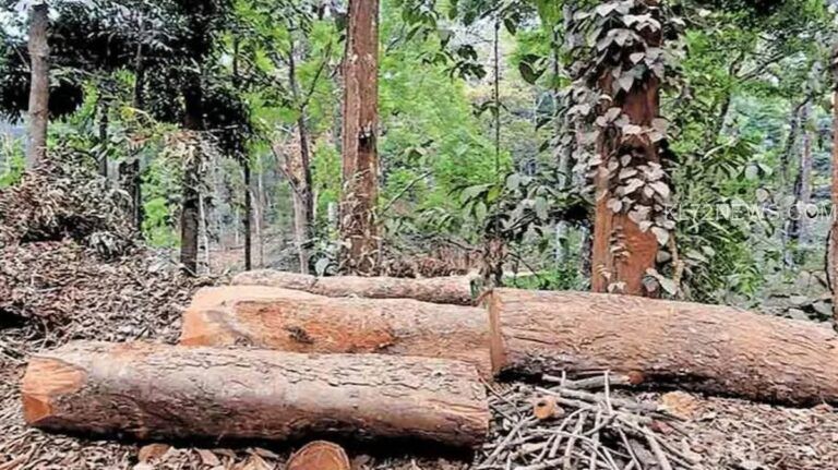 സുഗന്ധഗിരി മരംമുറി : ഡിഎഫ്ഒ ഉള്‍പ്പെടെ മൂന്ന് ഉദ്യോഗസ്ഥര്‍ക്ക് കൂടി സസ്‌പെന്‍ഷന്‍