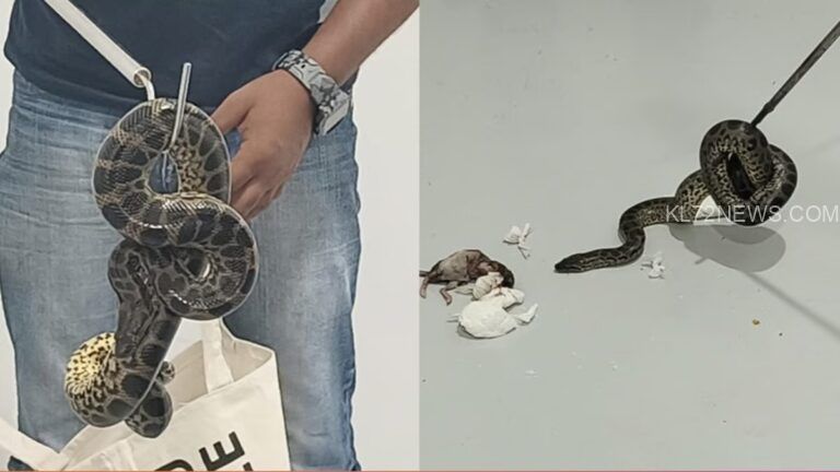 10 അനാക്കോണ്ടകളെ ഇന്ത്യയിലേക്ക് കടത്താന്‍ ശ്രമം; യാത്രക്കാരനെ ബംഗളൂരുവില്‍ പൊക്കി
