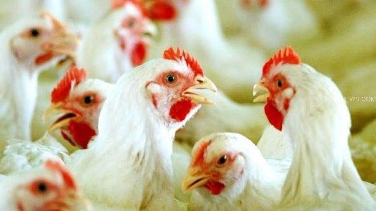 WhatsApp Image 2024-09-06 at 9.23.54 AM