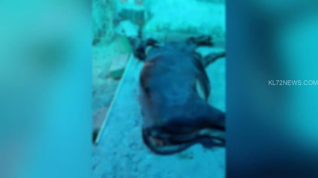 WhatsApp Image 2024-09-11 at 8.45.34 AM (1)