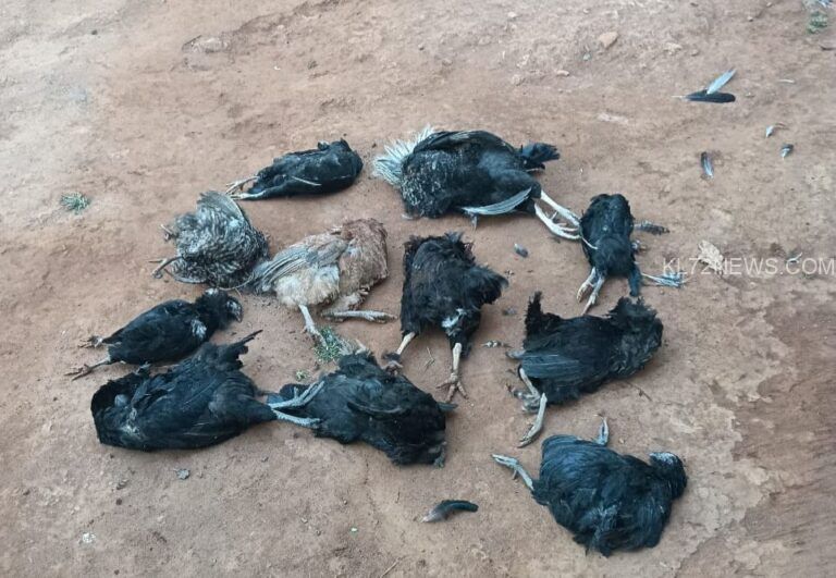തെരുവ് നായകൾ കോഴികളെ ആക്രമിച്ചു കൊന്നു