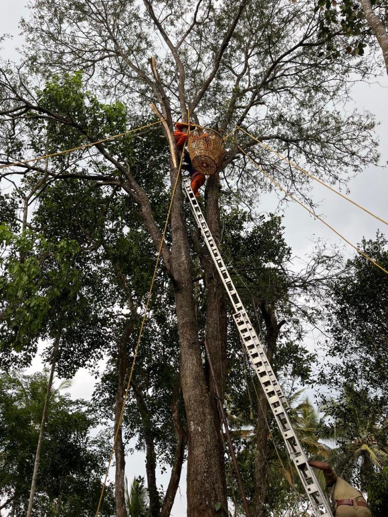 പുളി മരത്തിൽ കുടുങ്ങിയ യാളെ മാനന്തവാടി അഗ്നിരക്ഷാസേന രക്ഷപ്പെടുത്തി