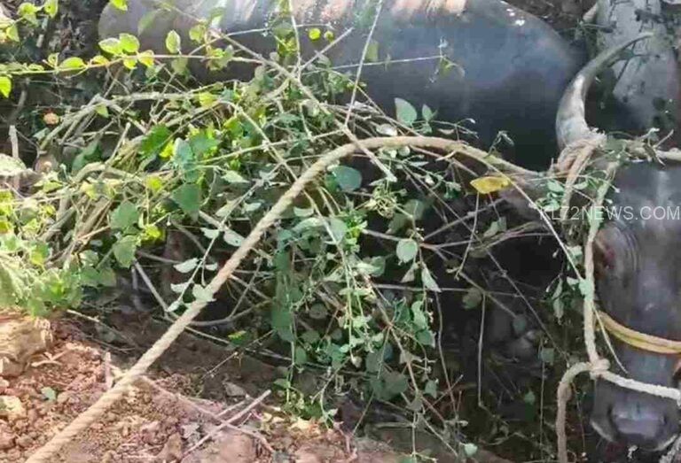 ഇടഞ്ഞ എരുമയെ അഗ്നിരക്ഷാ സേന തളച്ചു