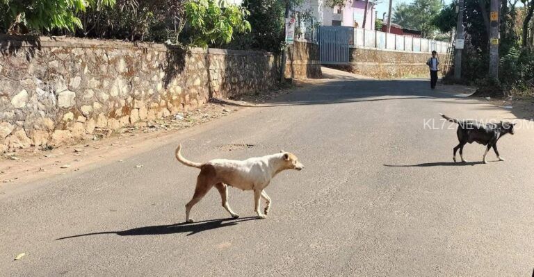 തെരുവു നായ ശല്യം അതിരൂക്ഷം; നടപടി തേടി യൂത്ത് കോൺഗ്രസ്‌