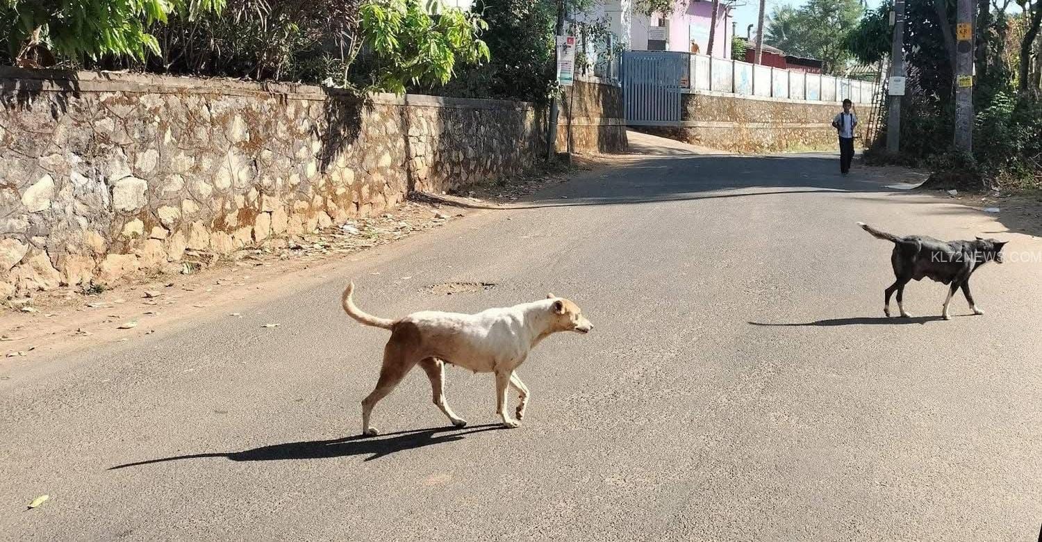 WhatsApp Image 2025-03-12 at 7.33.19 PM