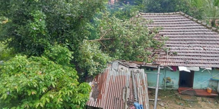 ശക്തമായ കാറ്റിലും മഴയിലും വീടിന് മുകളില്‍ മരം വീണു
