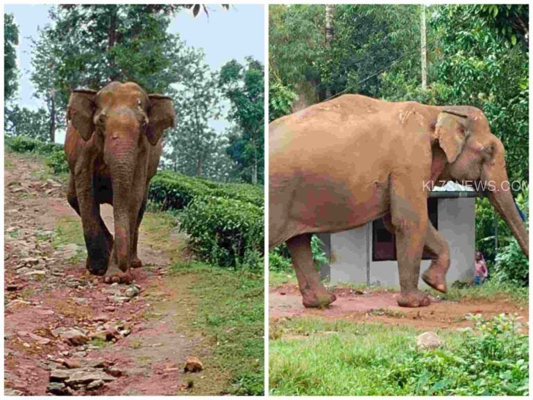 ജനവാസ മേഖലയിൽ കാട്ടാന ഇറങ്ങി