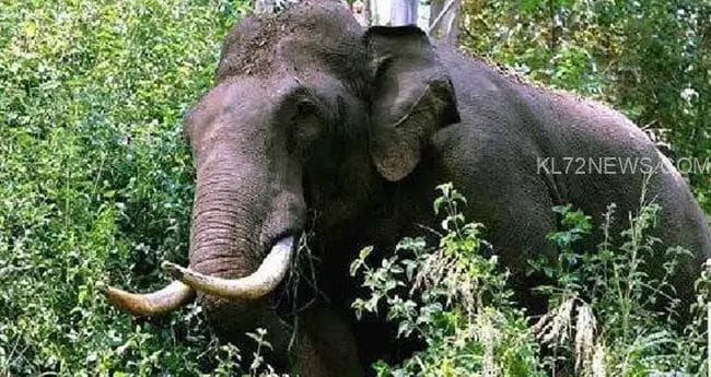 കാട്ടാന കാറും ബൈക്കും കേടുവരുത്തി