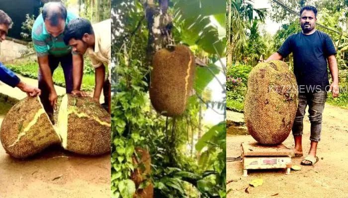 12 വര്‍ഷത്തിനിടെ പ്ലാവ് നല്‍കിയ സ‍ര്‍പ്രൈസ്, അമ്ബരന്ന് അനീഷ്, വിളവെടുത്തപ്പോള്‍ ഭാരം 73 കിലോ