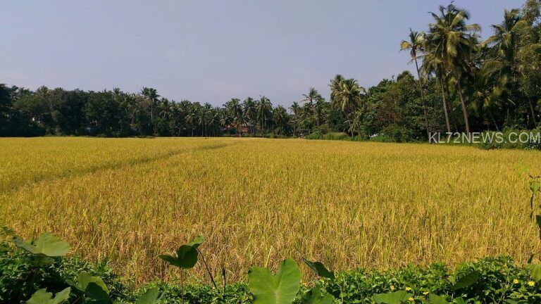 നഞ്ച കൃഷിക്കൊരുങ്ങി മാനന്തവാടിയിലെ പാടശേഖരങ്ങള്‍