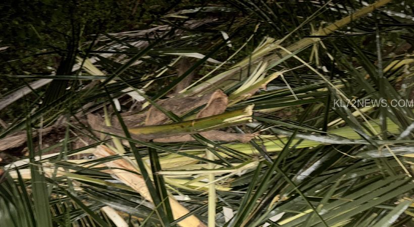 wild-elephant-attack