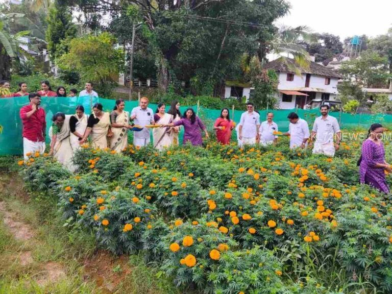 ചെണ്ടുമല്ലി പൂക്കൃഷിയുമായി കൃഷിക്കൂട്ടം