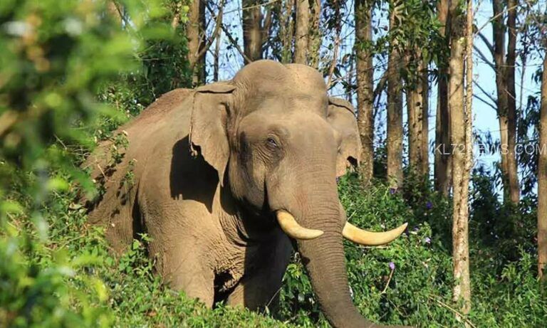 പനവല്ലിയിൽ കാട്ടാനയുടെ ആക്രമണം; പതിനാറുകാരന് പരിക്ക്