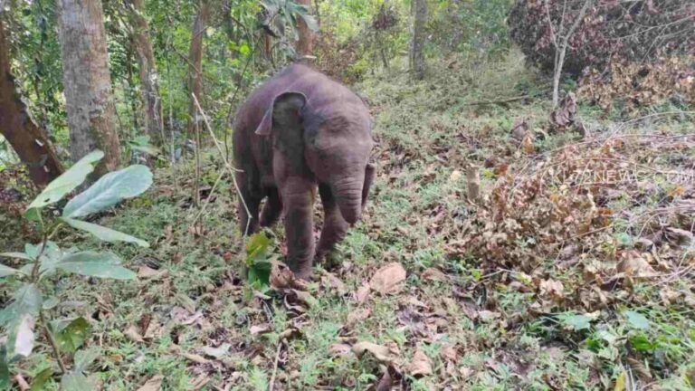 ചെളിയിൽ കുടുങ്ങിയ കാട്ടാന കുട്ടിയെ രക്ഷിച്ചു