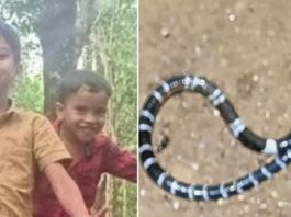 കിടപ്പുമുറിയിൽ ഇന്നും പാമ്പ്; 8 വയസുകാരൻ മരിച്ച വീട് പാമ്പുകളുടെ താവളം?; നാലാമത്തെ പാമ്പിനെ തല്ലിക്കൊന്നു